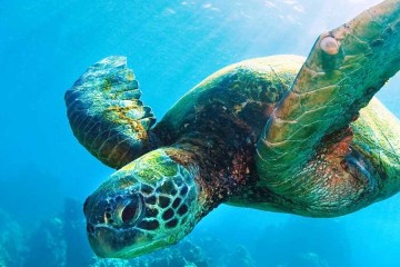 Saving Sea Turtles; Miraculous Steps